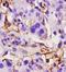 MTUS1 antibody, orb101286, Biorbyt, Immunohistochemistry paraffin image 