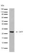 Ciliary Neurotrophic Factor antibody, 710383, Invitrogen Antibodies, Western Blot image 