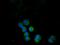 Programmed Cell Death 1 antibody, A60198-100, Epigentek, Immunofluorescence image 