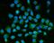 Semaphorin 3B antibody, M06559, Boster Biological Technology, Immunofluorescence image 