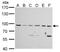 Mitotic Arrest Deficient 1 Like 1 antibody, GTX109519, GeneTex, Western Blot image 