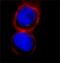 Tubulin Gamma 1 antibody, GTX11317, GeneTex, Immunofluorescence image 