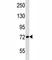 Autophagy Related 7 antibody, F46227-0.4ML, NSJ Bioreagents, Western Blot image 