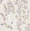 AF4/FMR2 Family Member 1 antibody, NBP1-28728, Novus Biologicals, Immunohistochemistry frozen image 