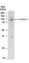 PML-RARA Regulated Adaptor Molecule 1 antibody, NB100-821, Novus Biologicals, Western Blot image 