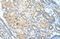 RAD23 Homolog A, Nucleotide Excision Repair Protein antibody, 29-717, ProSci, Immunohistochemistry frozen image 