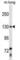 Thyroid Hormone Receptor Associated Protein 3 antibody, abx028840, Abbexa, Western Blot image 