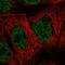 MAP3K7 C-Terminal Like antibody, HPA030079, Atlas Antibodies, Immunofluorescence image 
