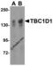 TBC1 Domain Family Member 1 antibody, 4231, ProSci Inc, Western Blot image 