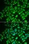 Enoyl-CoA Hydratase And 3-Hydroxyacyl CoA Dehydrogenase antibody, LS-C748535, Lifespan Biosciences, Immunofluorescence image 