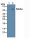 Pannexin 1 antibody, LS-C374832, Lifespan Biosciences, Western Blot image 