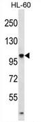 Tubulin Tyrosine Ligase Like 4 antibody, AP54410PU-N, Origene, Western Blot image 