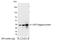 GST antibody, A190-122A, Bethyl Labs, Western Blot image 