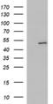 Protein ZNF365 antibody, NBP2-46444, Novus Biologicals, Western Blot image 
