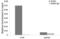 TEA Domain Transcription Factor 1 antibody, LS-C334933, Lifespan Biosciences, Chromatin Immunoprecipitation image 