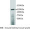 Prominin 1 antibody, MBS355164, MyBioSource, Western Blot image 