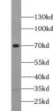 Tubby-related protein 1 antibody, FNab09107, FineTest, Western Blot image 
