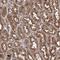 Zinc Finger Protein 487 antibody, NBP1-93560, Novus Biologicals, Immunohistochemistry frozen image 
