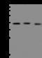 Glutaredoxin 3 antibody, 200566-T44, Sino Biological, Western Blot image 