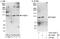 PiggyBac Transposable Element Derived 1 antibody, A303-202A, Bethyl Labs, Immunoprecipitation image 