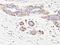 Myosin Heavy Chain 11 antibody, MBS438719, MyBioSource, Immunohistochemistry frozen image 