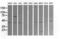 Mitogen-Activated Protein Kinase Kinase 1 antibody, LS-C174688, Lifespan Biosciences, Western Blot image 