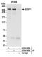Zinc Finger ZZ-Type And EF-Hand Domain Containing 1 antibody, A304-068A, Bethyl Labs, Immunoprecipitation image 