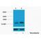 H1 Histone Family Member 0 antibody, LS-C387572, Lifespan Biosciences, Western Blot image 