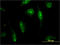 Calpain 15 antibody, LS-C198241, Lifespan Biosciences, Immunofluorescence image 