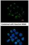 Carnosine Dipeptidase 2 antibody, PA5-30694, Invitrogen Antibodies, Immunofluorescence image 