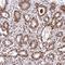 Treacle Ribosome Biogenesis Factor 1 antibody, HPA038238, Atlas Antibodies, Immunohistochemistry frozen image 