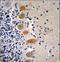 Macrophage Stimulating 1 antibody, LS-C164655, Lifespan Biosciences, Immunohistochemistry frozen image 