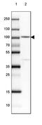 Pyridoxal Dependent Decarboxylase Domain Containing 1 antibody, PA5-62416, Invitrogen Antibodies, Western Blot image 
