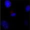 Telomeric repeat-binding factor 1 antibody, NBP1-41217, Novus Biologicals, Immunocytochemistry image 