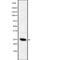 CD28 antibody, PA5-67521, Invitrogen Antibodies, Western Blot image 