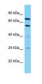 Mucin 13, Cell Surface Associated antibody, orb330314, Biorbyt, Western Blot image 