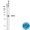 FKBP Prolyl Isomerase 8 antibody, AF3580, R&D Systems, Western Blot image 