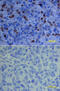 Fas Ligand antibody, AF126, R&D Systems, Immunohistochemistry frozen image 