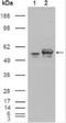Calreticulin antibody, NBP1-47518, Novus Biologicals, Western Blot image 