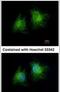 Coiled-Coil Domain Containing 28B antibody, PA5-31561, Invitrogen Antibodies, Immunofluorescence image 