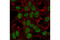 SIN3 Transcription Regulator Family Member A antibody, 8056S, Cell Signaling Technology, Immunofluorescence image 