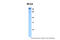 Regulatory Factor X4 antibody, 29-184, ProSci, Western Blot image 