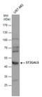 ST3 Beta-Galactoside Alpha-2,3-Sialyltransferase 5 antibody, GTX103710, GeneTex, Western Blot image 