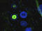 Mannose Receptor C-Type 1 antibody, orb7789, Biorbyt, Immunocytochemistry image 