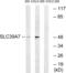 Solute Carrier Family 39 Member 7 antibody, LS-C120486, Lifespan Biosciences, Western Blot image 