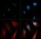 Mannosidase Alpha Class 1B Member 1 antibody, GTX03413, GeneTex, Immunofluorescence image 