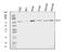 SEC14 And Spectrin Domain Containing 1 antibody, A10698-1, Boster Biological Technology, Western Blot image 