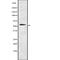 G1 To S Phase Transition 1 antibody, abx215742, Abbexa, Western Blot image 