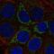 Oxyntomodulin antibody, NBP1-90824, Novus Biologicals, Immunocytochemistry image 
