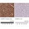 Secretory Carrier Membrane Protein 5 antibody, NBP2-13284, Novus Biologicals, Immunohistochemistry paraffin image 